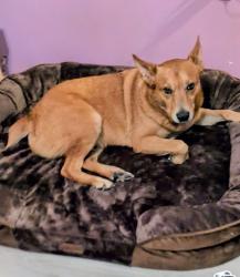 Lost Male Dog last seen Hazy hallow neighborhood, Magnolia, TX 77354