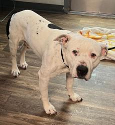 Shelter Stray Male Dog last seen Near Gaines Street, San Diego, CA, 92110, 5500 Gaines St, San Diego, CA 92110, USA