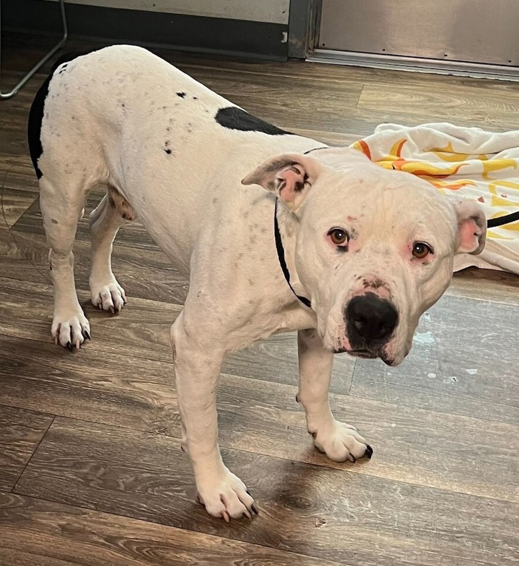 Shelter Stray Male Dog last seen Near Gaines Street, San Diego, CA, 92110, 5500 Gaines St, San Diego, CA 92110, USA