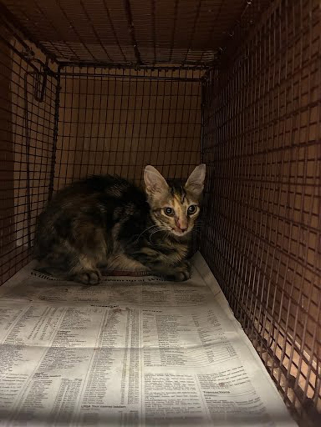 Shelter Stray Female Cat last seen Near N Creek Drive, AUSTIN, TX, 78753, 7201 Levander Loop bldg a, Austin, TX 78702, USA