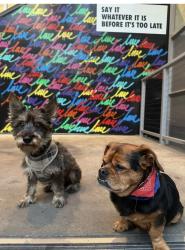 Lost Female Dog last seen Normandie, Los Angeles, CA 90027