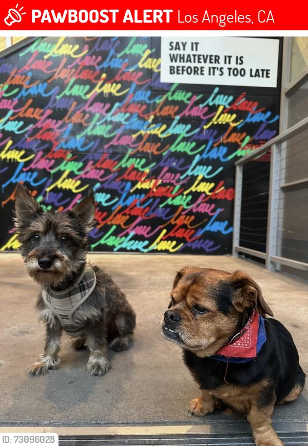 Lost Female Dog last seen Normandie, Los Angeles, CA 90027