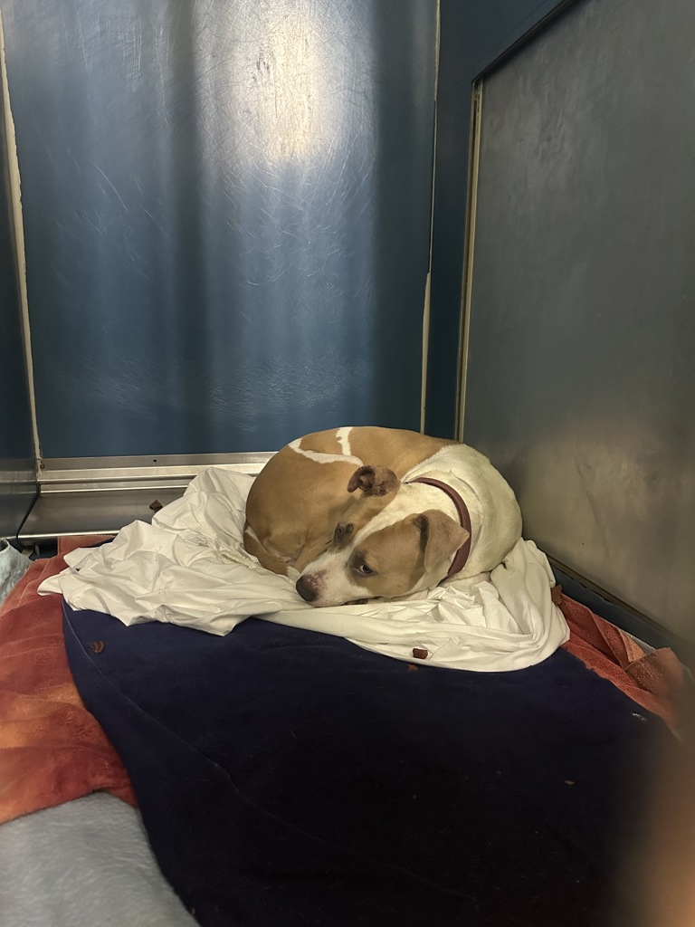 Shelter Stray Female Dog last seen Near Broadway Avenue, NEW YORK, NY, 10006, 326 E 110th St, New York, NY 10029, USA