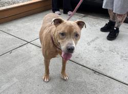 Shelter Stray Male Dog last seen Bainbridge Avenue, BRONX, NY, 10458, 326 E 110th St, New York, NY 10029, USA