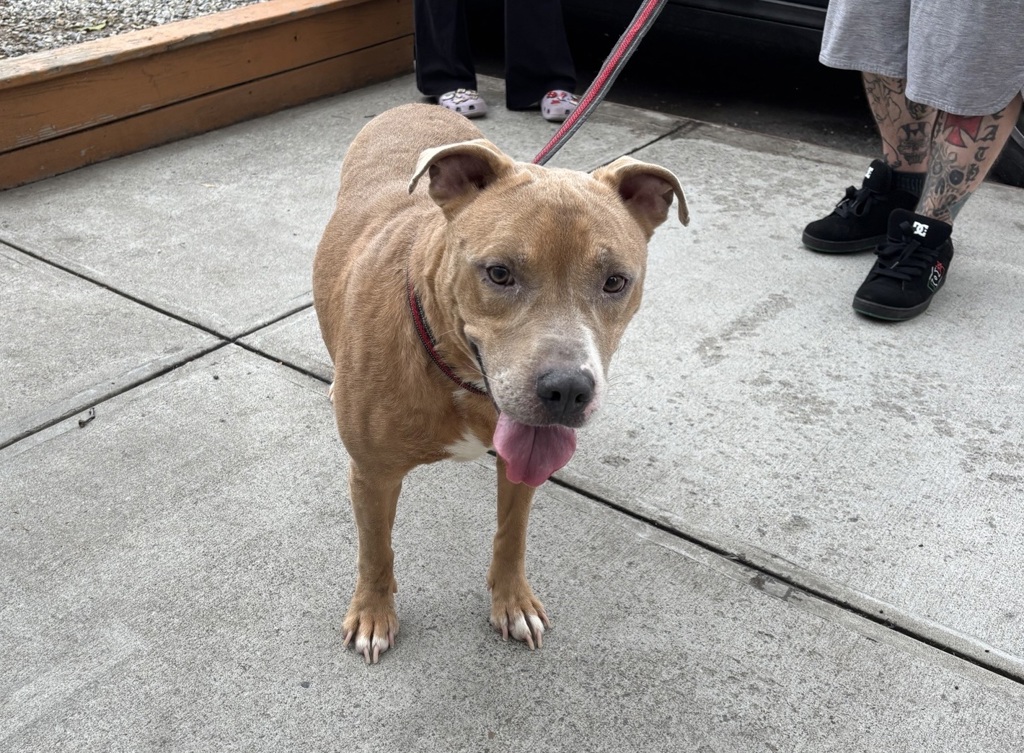 Shelter Stray Male Dog last seen Bainbridge Avenue, BRONX, NY, 10458, 326 E 110th St, New York, NY 10029, USA