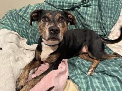 Lost Female Dog last seen Elliot’s Alley, Lake Road, Valley Cottage, NY, Valley Cottage, NY 10989