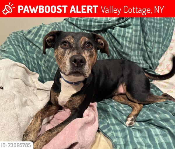 Lost Female Dog last seen Elliot’s Alley, Lake Road, Valley Cottage, NY, Valley Cottage, NY 10989