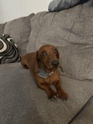 Lost Female Dog last seen Sweetwater road, Spring Valley, CA 91977