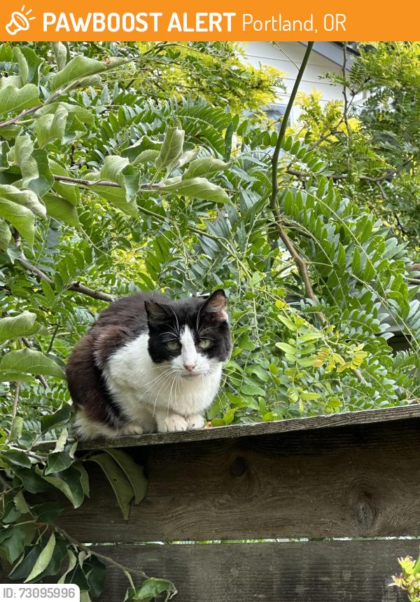 Found/Stray Unknown Cat last seen SE 56th and Henderson St, Portland, OR 97206