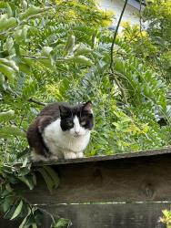 Found/Stray Unknown Cat last seen SE 56th and Henderson St, Portland, OR 97206