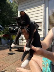 Reunited Unknown Cat last seen Near Bridlington rd, Kernersville, NC 27284