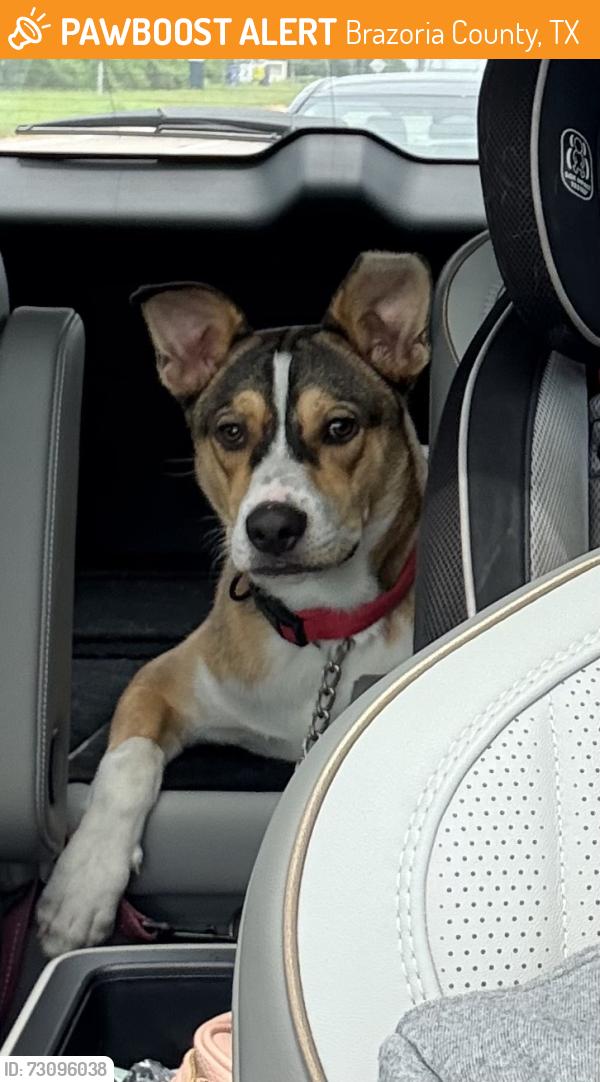 Found/Stray Male Dog last seen In Meridiana, Brazoria County, TX 77578