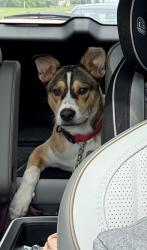 Found/Stray Male Dog last seen In Meridiana, Brazoria County, TX 77578