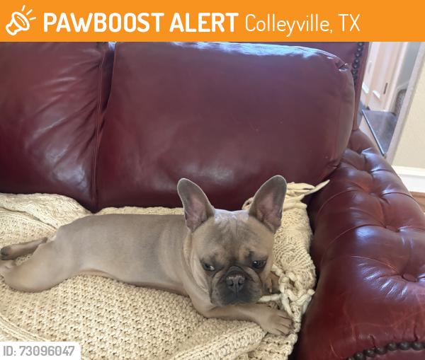 Found/Stray Male Dog last seen On Glade near Melrose Park in Colleyville, Colleyville, TX 76034