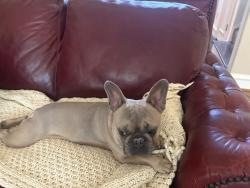 Found/Stray Male Dog last seen On Glade near Melrose Park in Colleyville, Colleyville, TX 76034