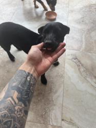 Found/Stray Female Dog last seen hmstd, Homestead, FL 33031