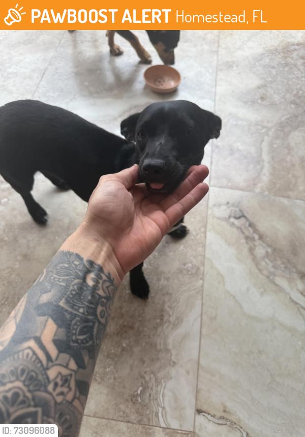 Found/Stray Female Dog last seen hmstd, Homestead, FL 33031