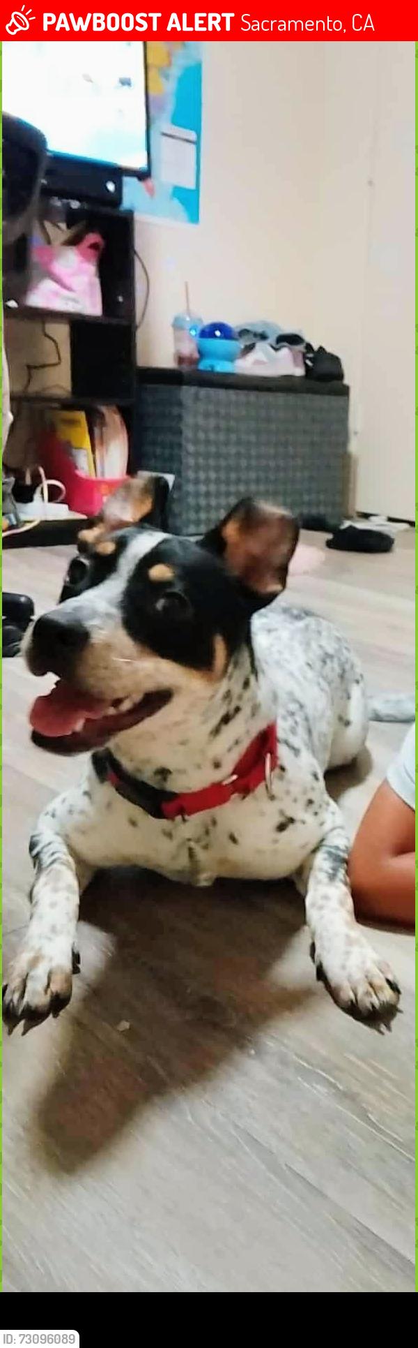 Lost Female Dog last seen C v circle, Sacramento, CA 95818