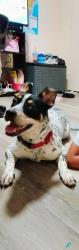 Lost Female Dog last seen C v circle, Sacramento, CA 95818