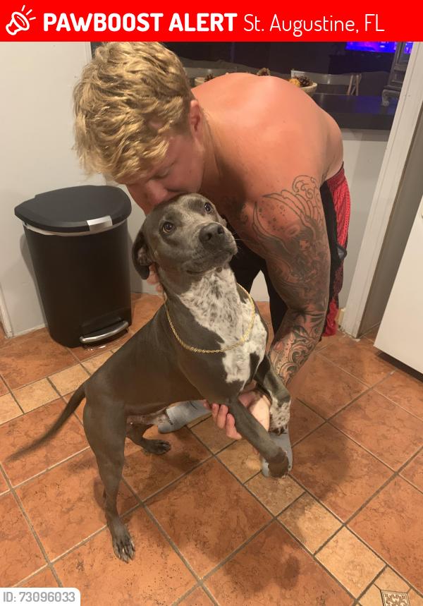 Lost Male Dog last seen Last seen heading east on usina road, St. Augustine, FL 32084