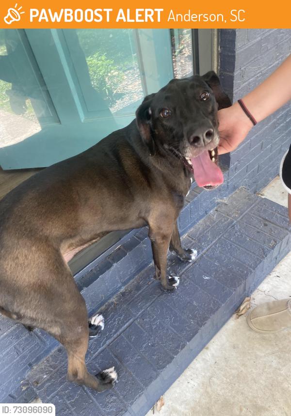 Found/Stray Female Dog last seen Near Concord Elementary school, Anderson, SC 29621