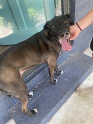 Found/Stray Female Dog last seen Near Concord Elementary school, Anderson, SC 29621