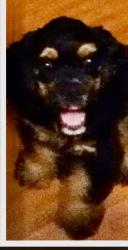 Reunited Male Dog last seen Davis Mill Road, Dallas, GA 30157