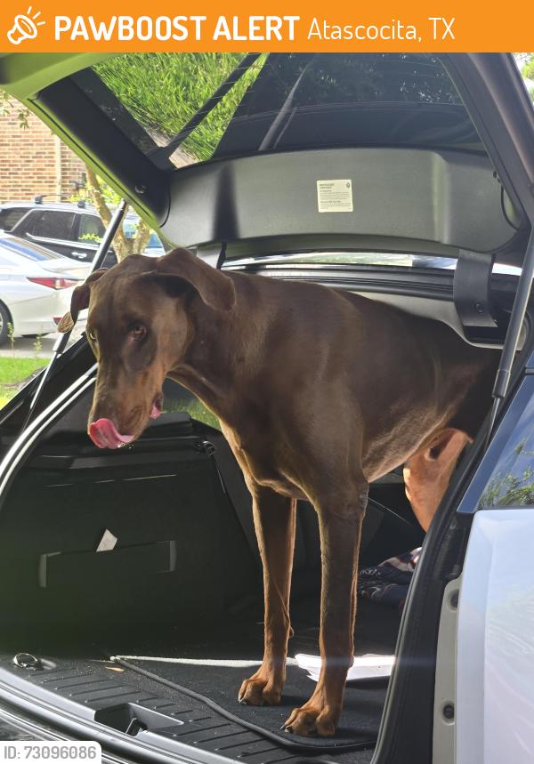 Found/Stray Male Dog last seen Woodland Hills dr, Atascocita, TX 77346