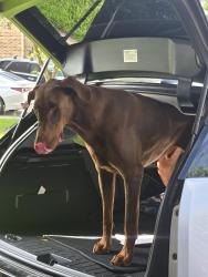 Found/Stray Male Dog last seen Woodland Hills dr, Atascocita, TX 77346