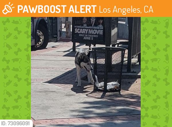 Found/Stray Unknown Dog last seen By the dollar tree, Los Angeles, CA 90032