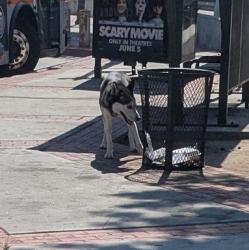 Found/Stray Unknown Dog last seen By the dollar tree, Los Angeles, CA 90032