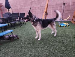 Reunited Female Dog last seen De La Reina community, Belen, NM 87002