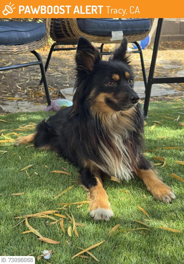 Found/Stray Male Dog last seen W Larch RD, Larch Clover Park, Tracy, CA 95304