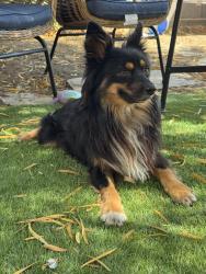 Found/Stray Male Dog last seen W Larch RD, Larch Clover Park, Tracy, CA 95304
