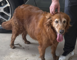 Reunited Female Dog last seen Fm 2978, Woodlane Forest, Magnolia, TX 77354