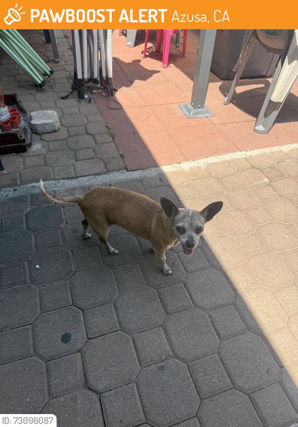 Found/Stray Female Dog last seen Near E Alford st, Azusa, CA 91702