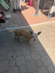 Found/Stray Female Dog last seen Near E Alford st, Azusa, CA 91702
