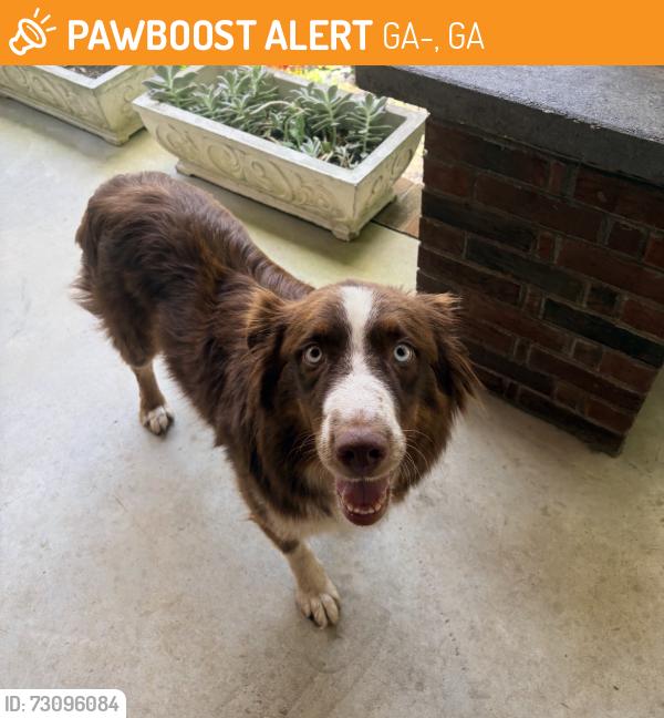 Found/Stray Male Dog last seen I-20 In Warren Co Ga, GA-402, GA 30025