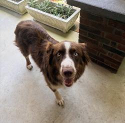 Found/Stray Male Dog last seen I-20 In Warren Co Ga, GA-402, GA 30025