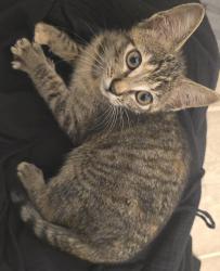 Found/Stray Female Cat last seen Sandy Springs and Georgia Rd, Piedmont, SC 29673