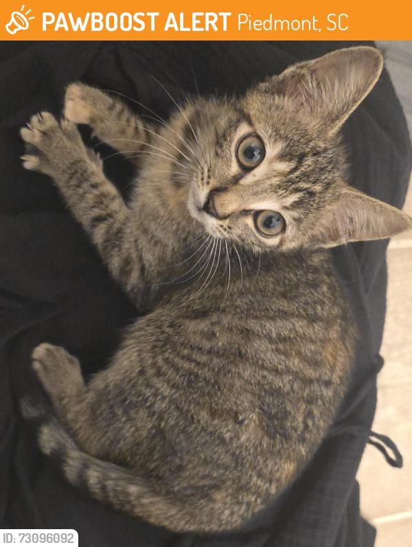Found/Stray Female Cat last seen Sandy Springs and Georgia Rd, Piedmont, SC 29673
