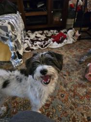 Lost Female Dog last seen Martin/Lashley, Longmont, CO 80504
