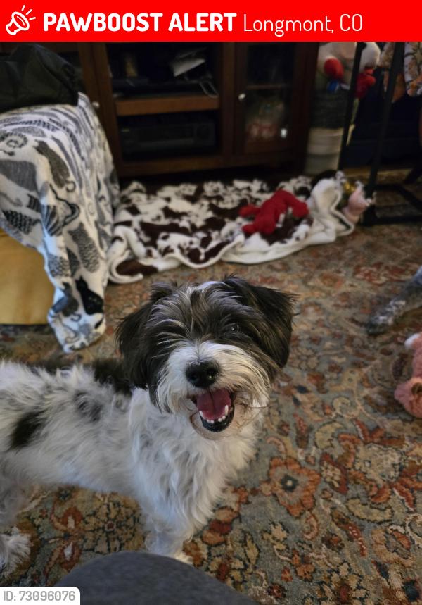 Lost Female Dog last seen Martin/Lashley, Longmont, CO 80504
