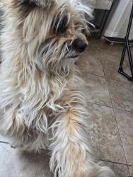 Reunited Male Dog last seen West Ave k and 60th west, Lancaster, CA 93536