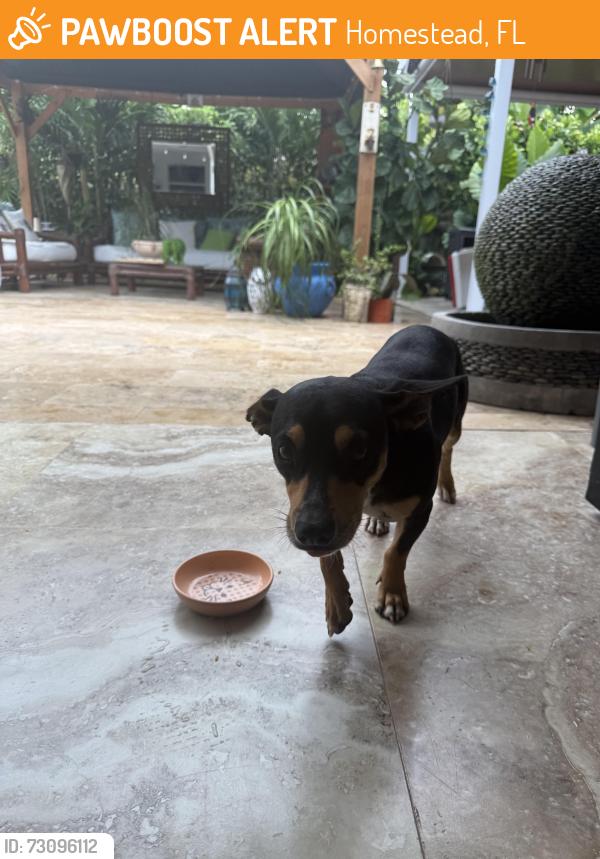 Found/Stray Male Dog last seen hmstd, Homestead, FL 33031