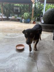 Found/Stray Male Dog last seen hmstd, Homestead, FL 33031