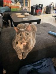 Reunited Female Cat last seen ADVENT health hosp, Tampa, FL 33613
