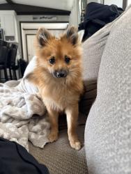 Lost Male Dog last seen Sandy oaks area, Elmendorf, TX 78112