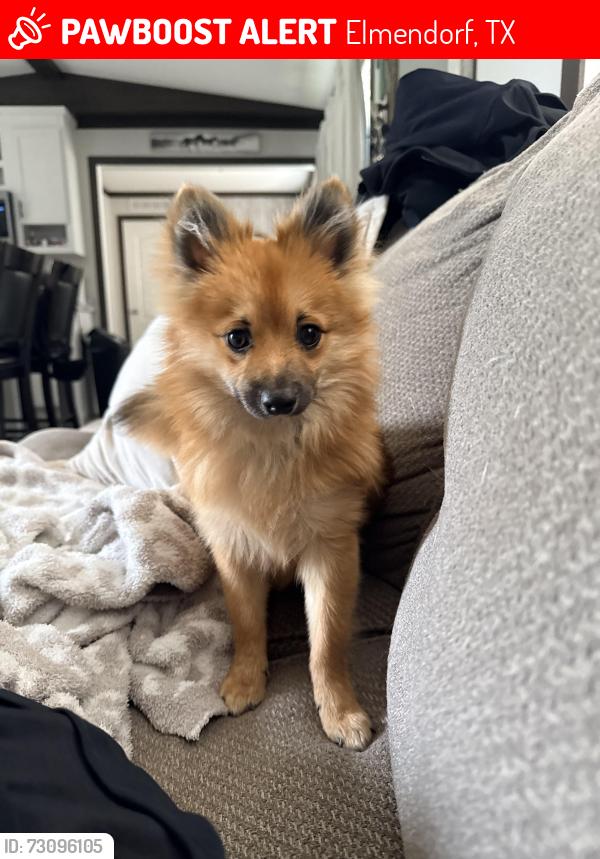 Lost Male Dog last seen Sandy oaks area, Elmendorf, TX 78112