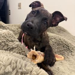 Shelter Stray Male Dog last seen , 3612 11th Ave, Los Angeles, CA 90018, USA